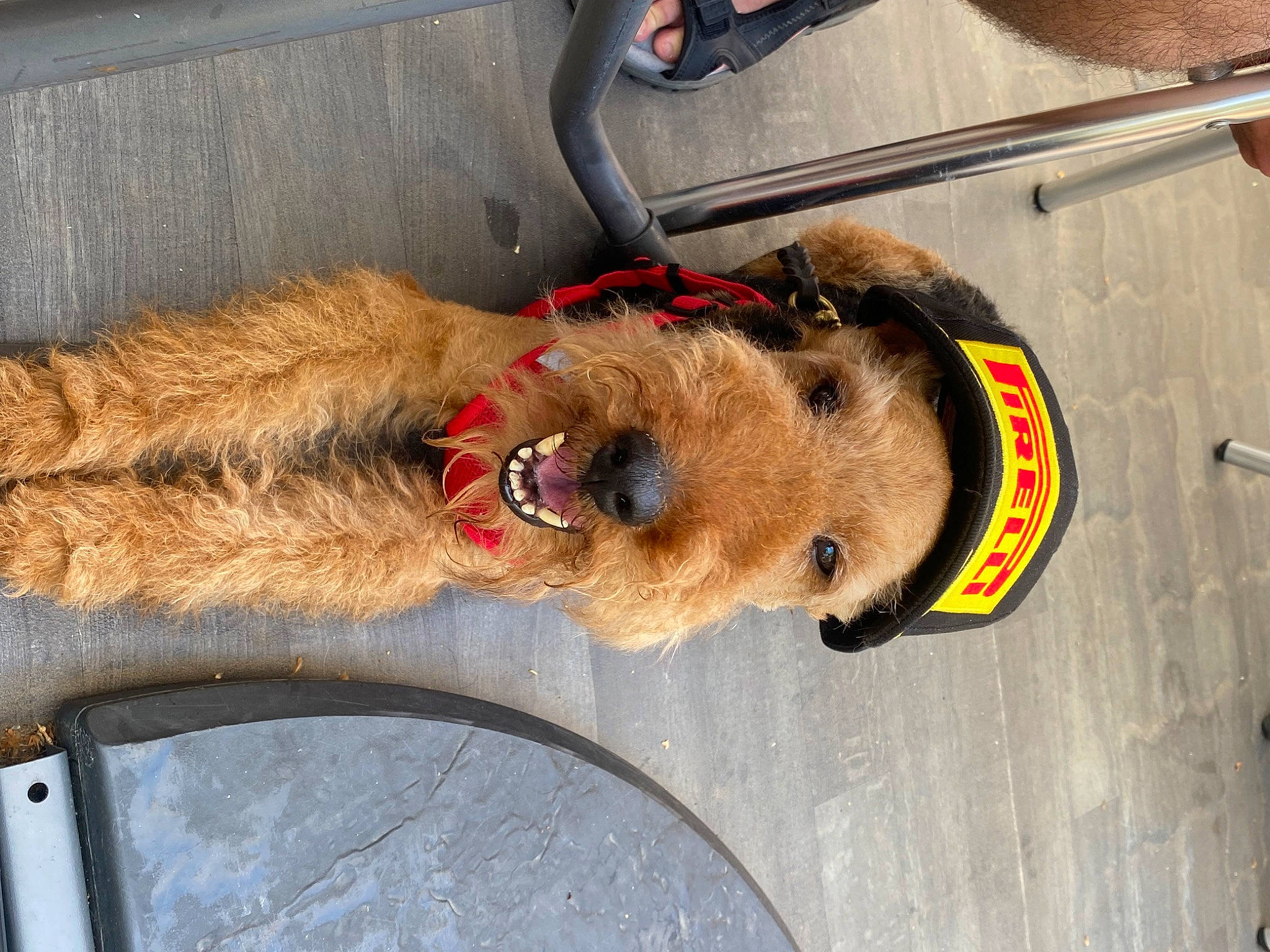 Gribouille participe au concours pour gagner de l'argent avec cette photo : canidae, carnivore, collar, companion_dog, dog, dog_breed, dog_collar, fawn, fur, leash, liver, mammal, snout, sporting_group, tail, vertebrate, working_animal