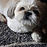 animal, beige, carpet, cute, dog, face, fluffy, fur, home, indoor, interface, laying, looking_up, paw, pet, post, screenshot, snout, social_media, white