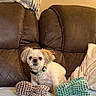 Diesel is registered to the contest to win money with this photo: blanket, brown_couch, collar, couch, cozy, curious_expression, decor, dog, fluffy_ears, framed_photos, furniture, home, indoor, living_room, pet, plush_toy, seated, small_dog, soft_toys, wall_art