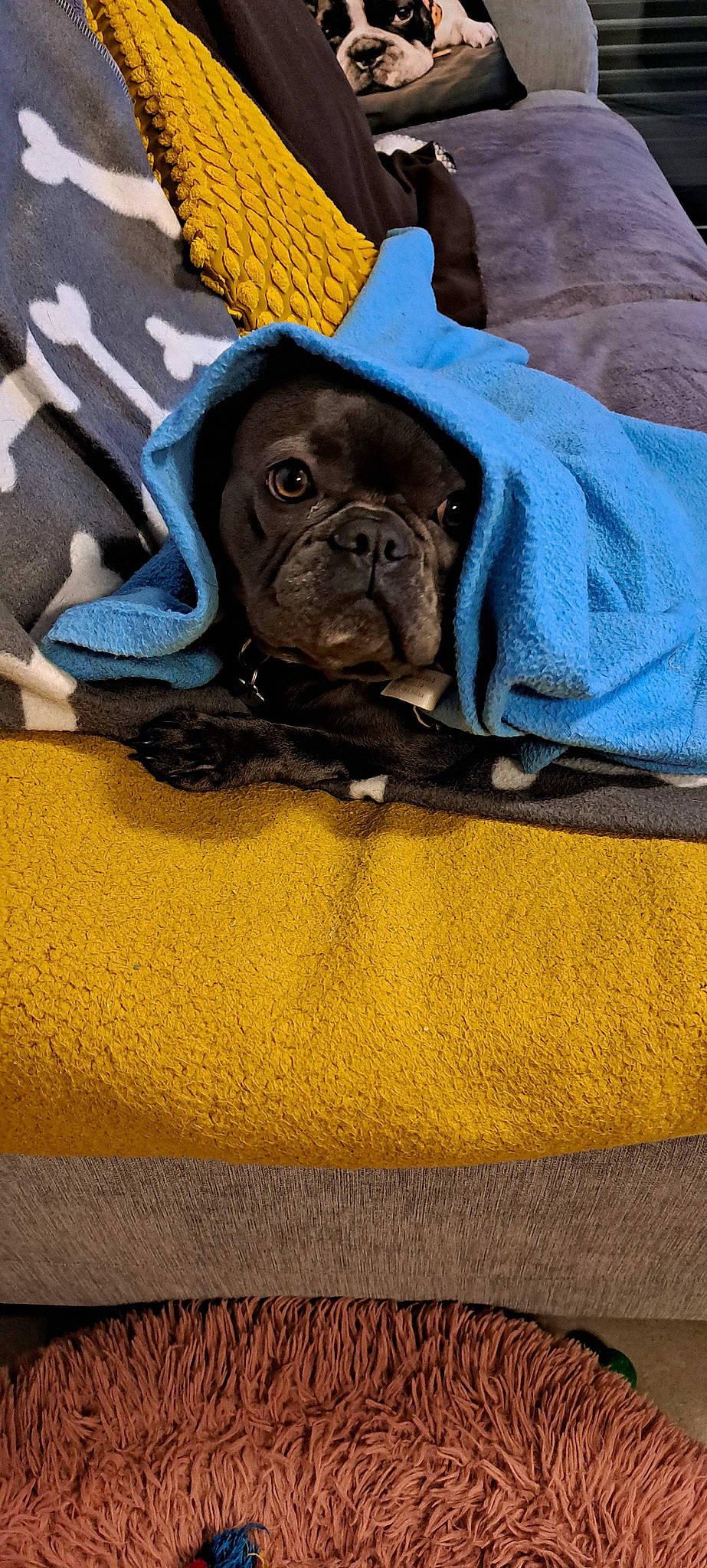 Sally participe au concours pour gagner de l'argent avec cette photo : carnivore, comfort, companion_dog, dog, dog_breed, dog_supply, electric_blue, fawn, grey, linens, liver, pug, snout, sporting_group, terrestrial_animal, toy_dog, whiskers, working_animal, wrinkle, yellow