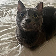 Mimi is registered to the contest to win money with this photo: cat, gray_cat, pet, animal, indoor, bed, white_bedspread, curious, wide_eyes, feline, close_up, fur, whiskers, ears, nose, sitting, comfort, domestic_cat, cute, looking_at_camera