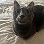 cat, gray_cat, pet, animal, indoor, bed, white_bedspread, curious, wide_eyes, feline, close_up, fur, whiskers, ears, nose, sitting, comfort, domestic_cat, cute, looking_at_camera