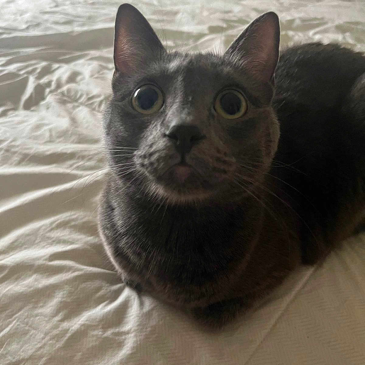 Mimi is registered to the contest to win money with this photo: animal, bed, cat, close_up, comfort, curious, cute, domestic_cat, ears, feline, fur, gray_cat, indoor, looking_at_camera, nose, pet, sitting, whiskers, white_bedspread, wide_eyes