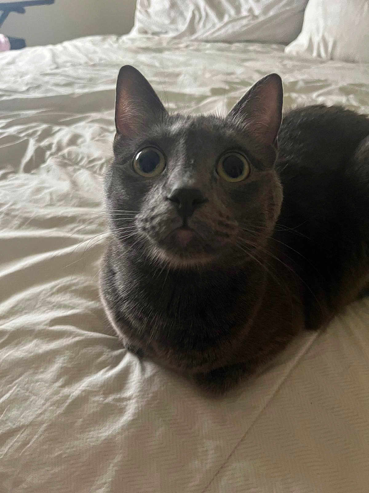 Mimi is registered to the contest to win money with this photo: cat, gray_cat, pet, animal, indoor, bed, white_bedspread, curious, wide_eyes, feline, close_up, fur, whiskers, ears, nose, sitting, comfort, domestic_cat, cute, looking_at_camera