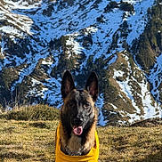 Ava a rejoint le concours — aidez-le/la à gagner de superbes lots ! dog, german_shepherd, yellow_vest, mountain, snow, grass, outdoor, nature, animal, pet, canine, landscape, blue_sky, sunlight, portrait, happy, tongue_out, ears_up, scenic, adventure