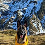 dog, german_shepherd, yellow_vest, mountain, snow, grass, outdoor, nature, animal, pet, canine, landscape, blue_sky, sunlight, portrait, happy, tongue_out, ears_up, scenic, adventure