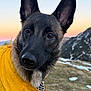 Ava participe au concours pour gagner de l'argent avec cette photo : dog, canine, yellow_jacket, outdoor, mountains, sunset, close_up, fur, ears, nature, grass, snow_patches, animal, pet, portrait, curious, landscape, evening, adventure, muzzle