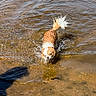Hades participe au concours pour gagner de l'argent avec cette photo : animal, brown_fur, dog, nature, outdoors, pebbles, pet, reflection, ripples, river, shallow_water, shoreline, small_dog, splashing, stream, tail, wading, water, wet_fur, white_fur