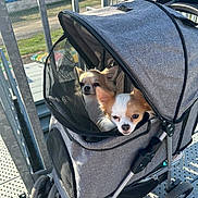 Hades a rejoint le concours — aidez-le/la à gagner de superbes lots ! animal, balcony, canine, chihuahua, dog, dogs, face, floppy_ears, fur, metal_railing, outdoor, pet, pet_stroller, pointed_ears, portrait, puppy, racetrack, small_dog, sunlight, tan_and_white