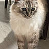 cat, kitten, fluffy, long_hair, blue_eyes, striped, tabby, sitting, pet, animal, whiskers, ears, paws, indoors, floor, chair, portrait, close_up, fur, cute