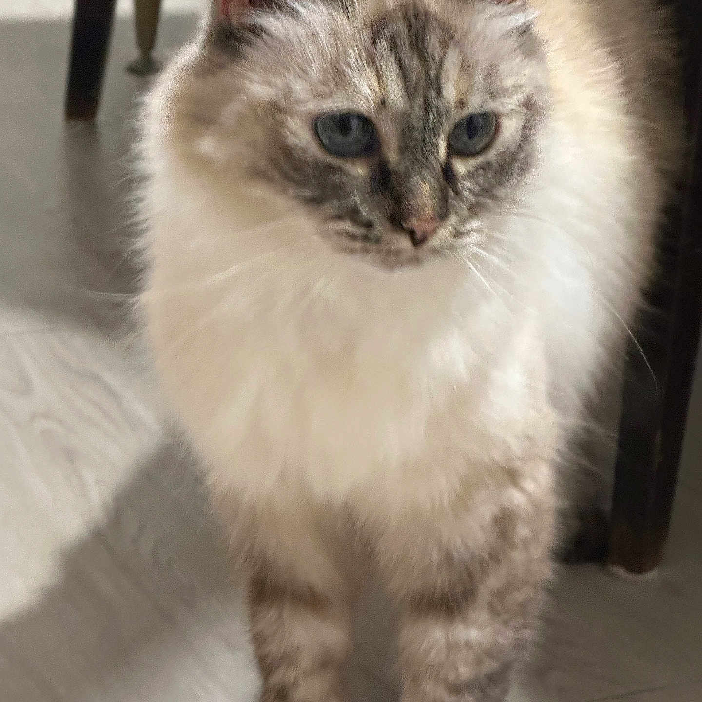 Maïna