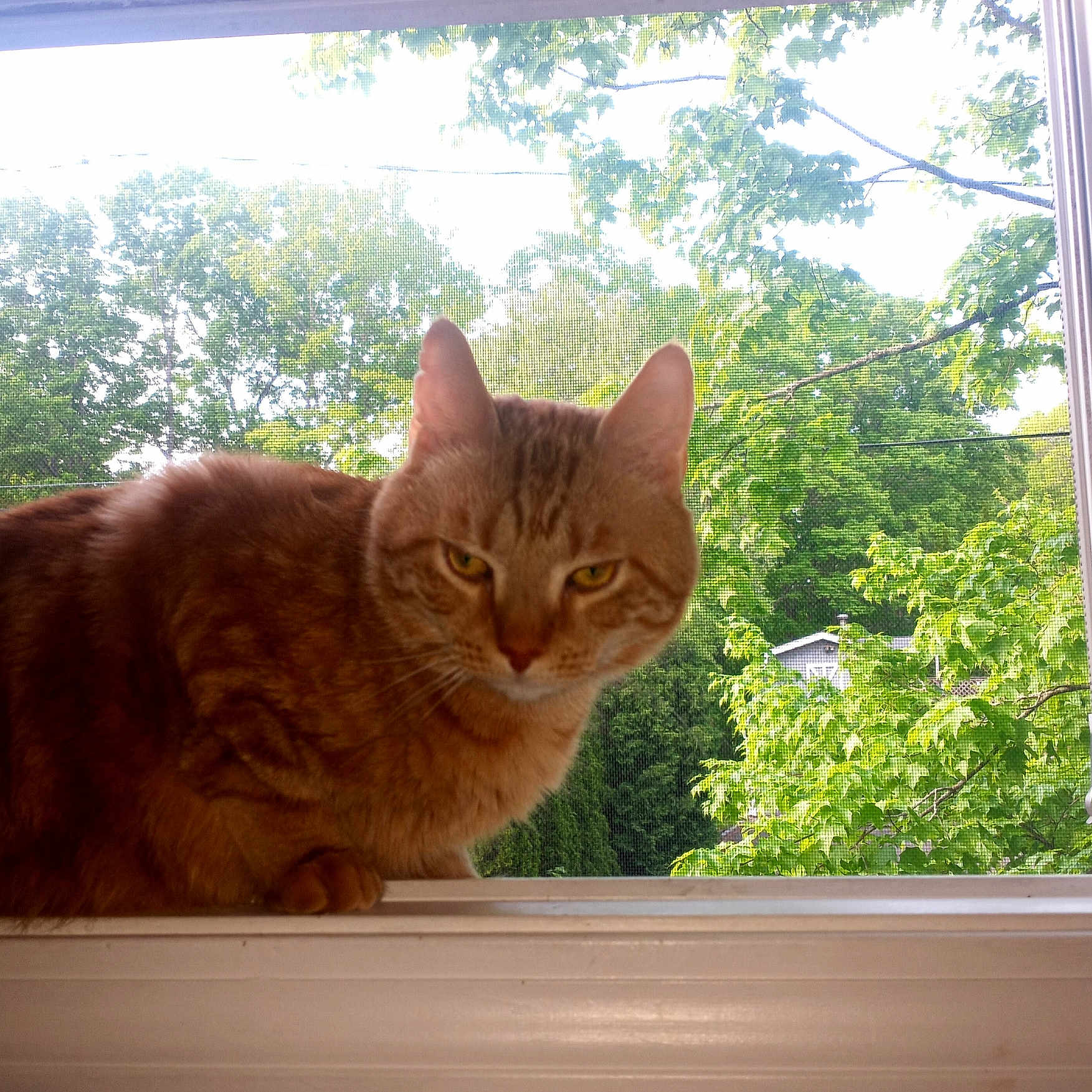 Garfield is registered to the contest to win money with this photo: abyssinian, animal, cat, grass, grove, herbal, herbs, kitten, land, manx, nature, outdoors, pet, plant, pottedplant, tree, vegetation, window, wood, woodland