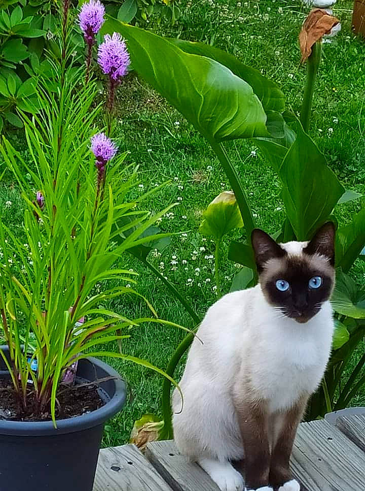 Pistache a rejoint le concours — aidez-le/la à gagner de superbes lots ! annual_plant, botany, carnivore, cat, felidae, flower, flowering_plant, flowerpot, grass, green, groundcover, herb, houseplant, plant, shrub, siamese, small_to_medium_sized_cats, snout, terrestrial_plant, whiskers