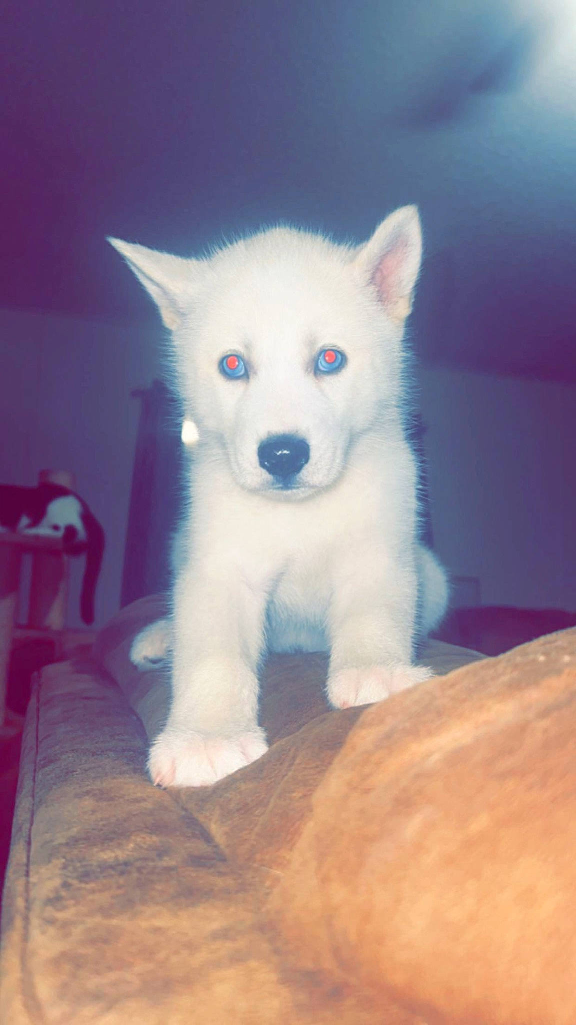 Casper joined the competition — help win amazing prizes! canidae, carnivore, chair, companion_dog, dog, dog_breed, ear, electric_blue, eye, fur, jaw, non_sporting_group, snout, tail, terrestrial_animal, whiskers, working_animal