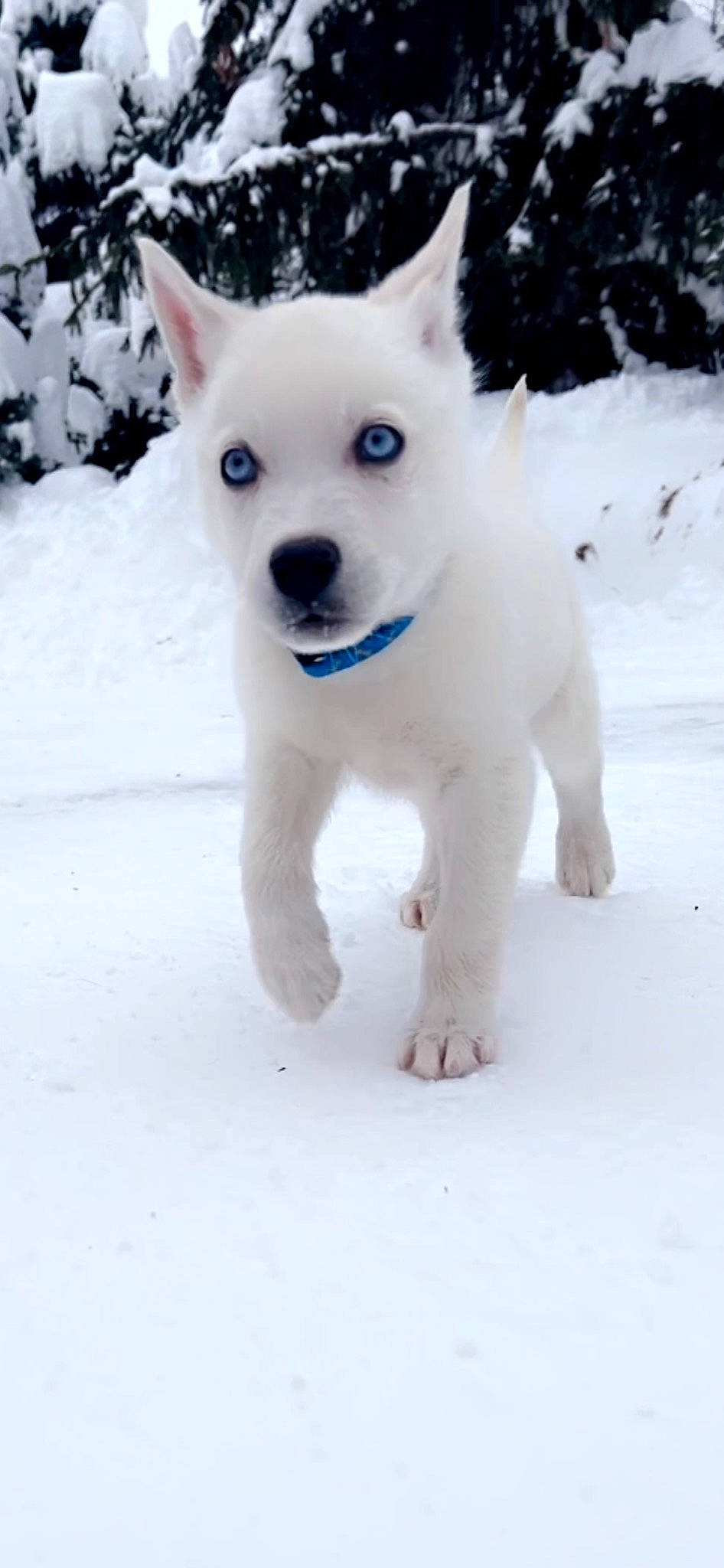 Asher joined the competition — help win amazing prizes! canidae, carnivore, companion_dog, dog, dog_breed, electric_blue, freezing, fur, non_sporting_group, snow, sporting_group, tail, winter, working_animal