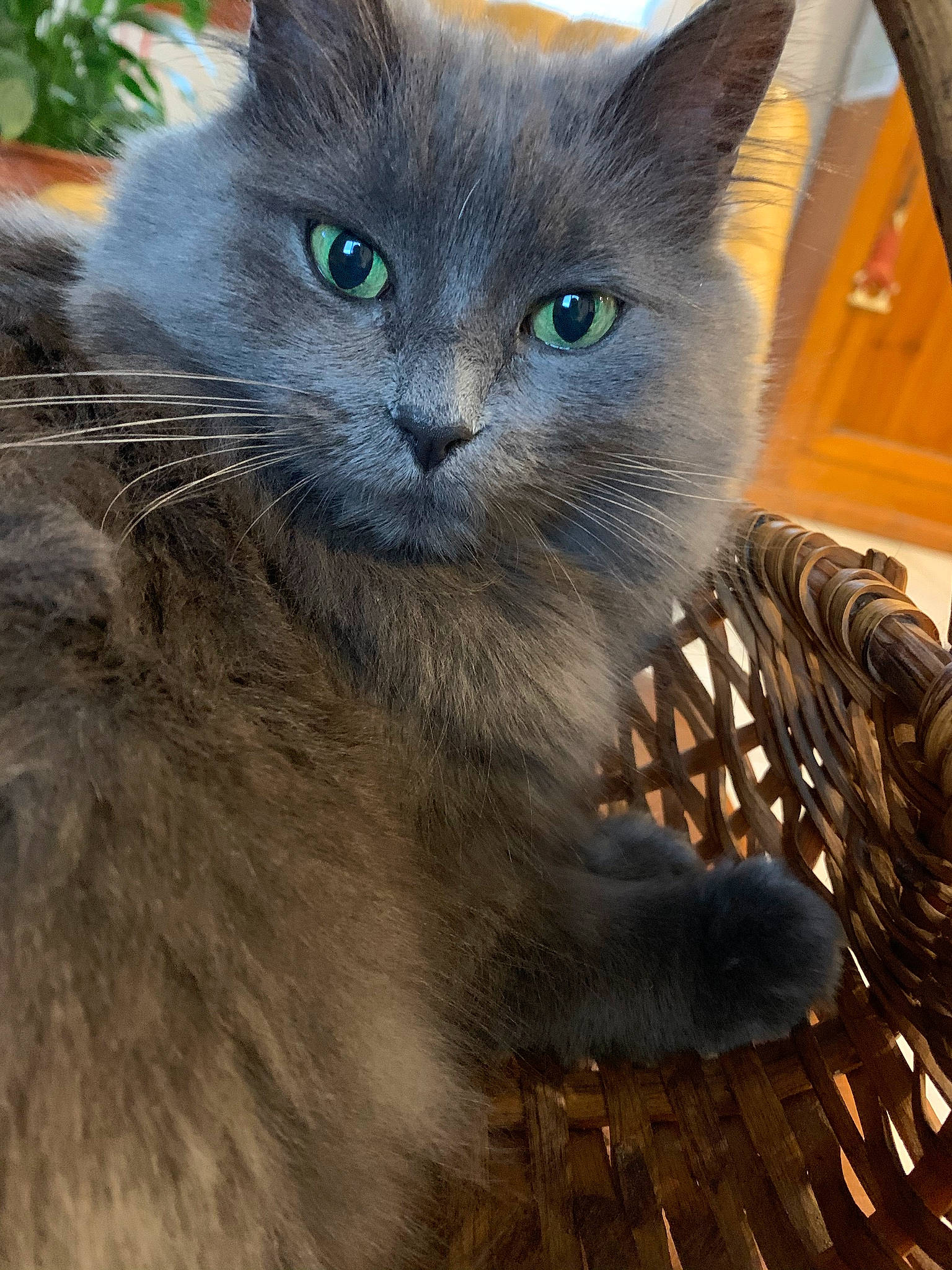 Lexie participe au concours pour gagner de l'argent avec cette photo : british_longhair, carnivore, cat, domestic_short_haired_cat, door, felidae, fur, plant, russian_blue, small_to_medium_sized_cats, snout, tail, terrestrial_animal, whiskers