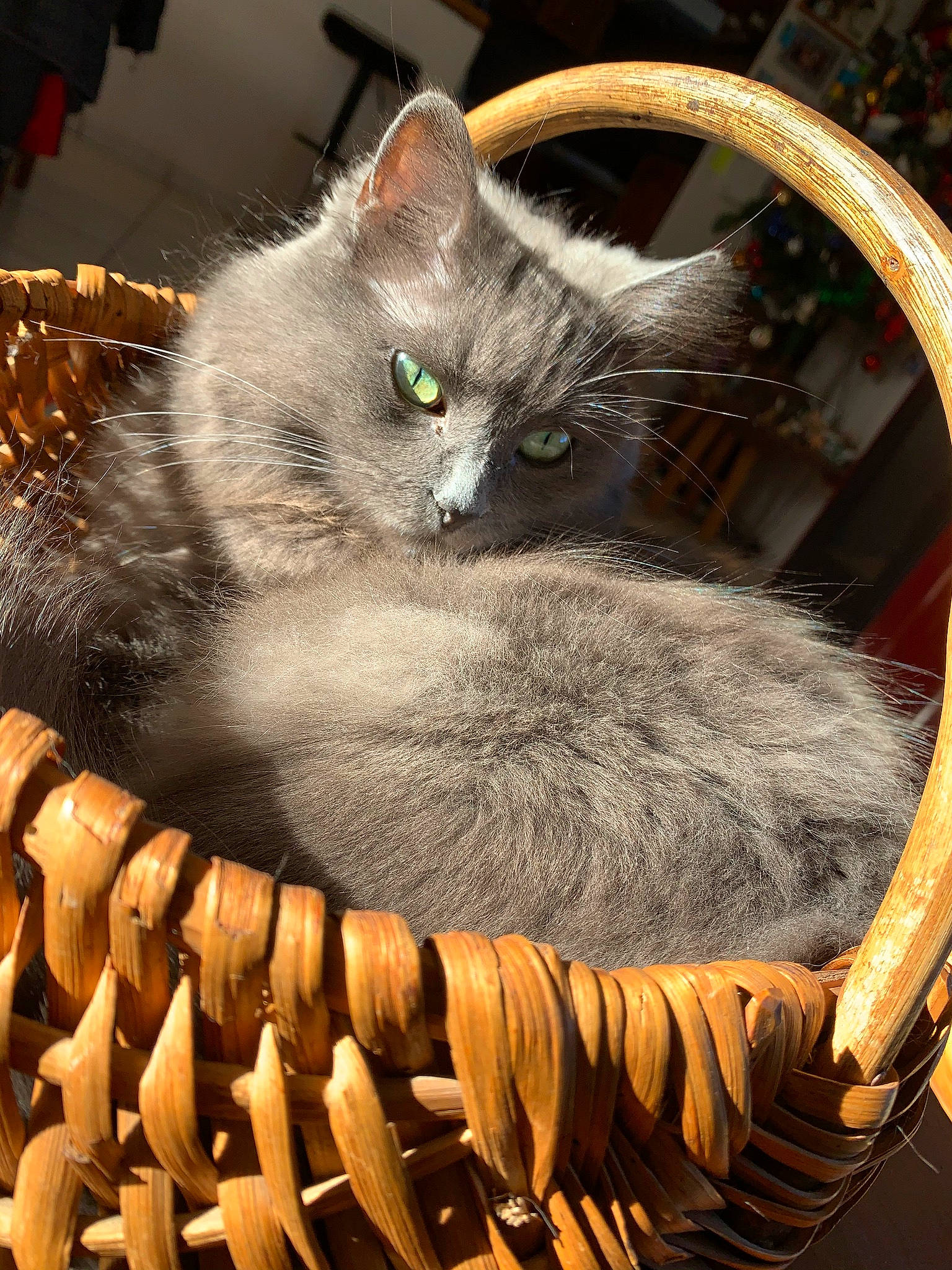 Lexie participe au concours pour gagner de l'argent avec cette photo : carnivore, cat, cat_bed, cat_furniture, cat_supply, comfort, domestic_short_haired_cat, fawn, felidae, fur, grey, light, pet_supply, photo_caption, photograph, small_to_medium_sized_cats, snout, tail, whiskers, wood