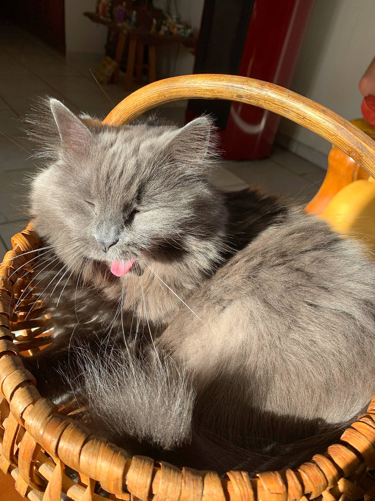 Lexie participe au concours pour gagner de l'argent avec cette photo : box, carnivore, cat, cat_bed, cat_furniture, cat_supply, claw, comfort, domestic_short_haired_cat, fawn, felidae, fur, grey, paw, sitting, small_to_medium_sized_cats, snout, tail, whiskers, window