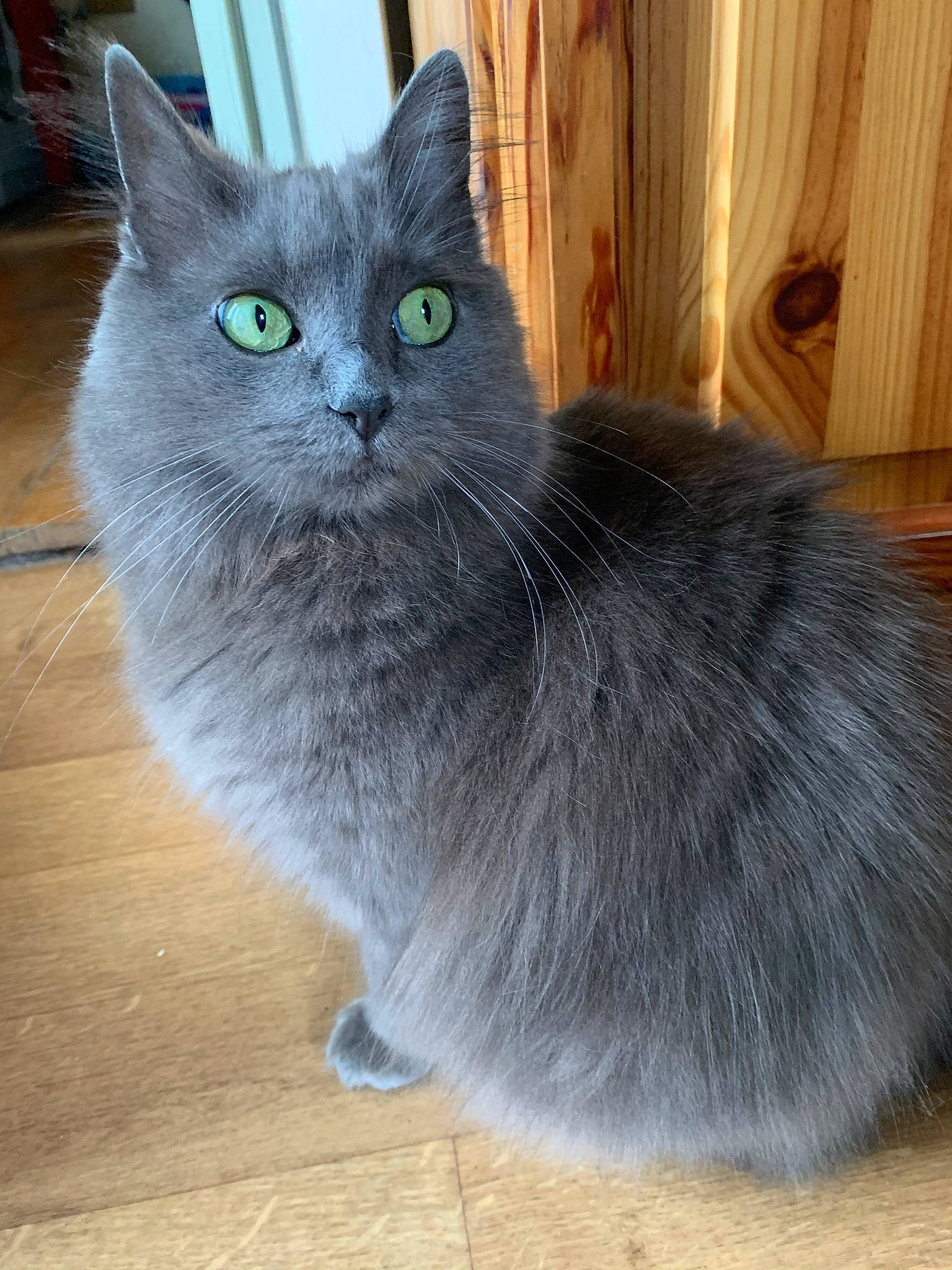Lexie a rejoint le concours — aidez-le/la à gagner de superbes lots ! carnivore, cat, curtain, domestic_short_haired_cat, felidae, flooring, fur, grey, hardwood, russian_blue, small_to_medium_sized_cats, snout, tail, terrestrial_animal, varnish, whiskers, window, wood, wood_stain