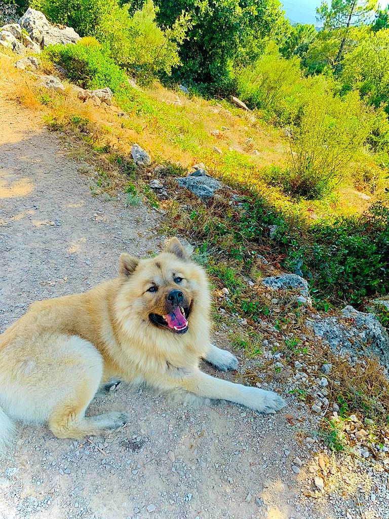 Nikki participe au concours pour gagner de l'argent avec cette photo : ancient_dog_breeds, canidae, carnivore, companion_dog, dog, dog_breed, fawn, grass, groundcover, landscape, natural_landscape, plant, shrub, soil, sporting_group, terrestrial_animal, tree, wildlife, working_animal, working_dog