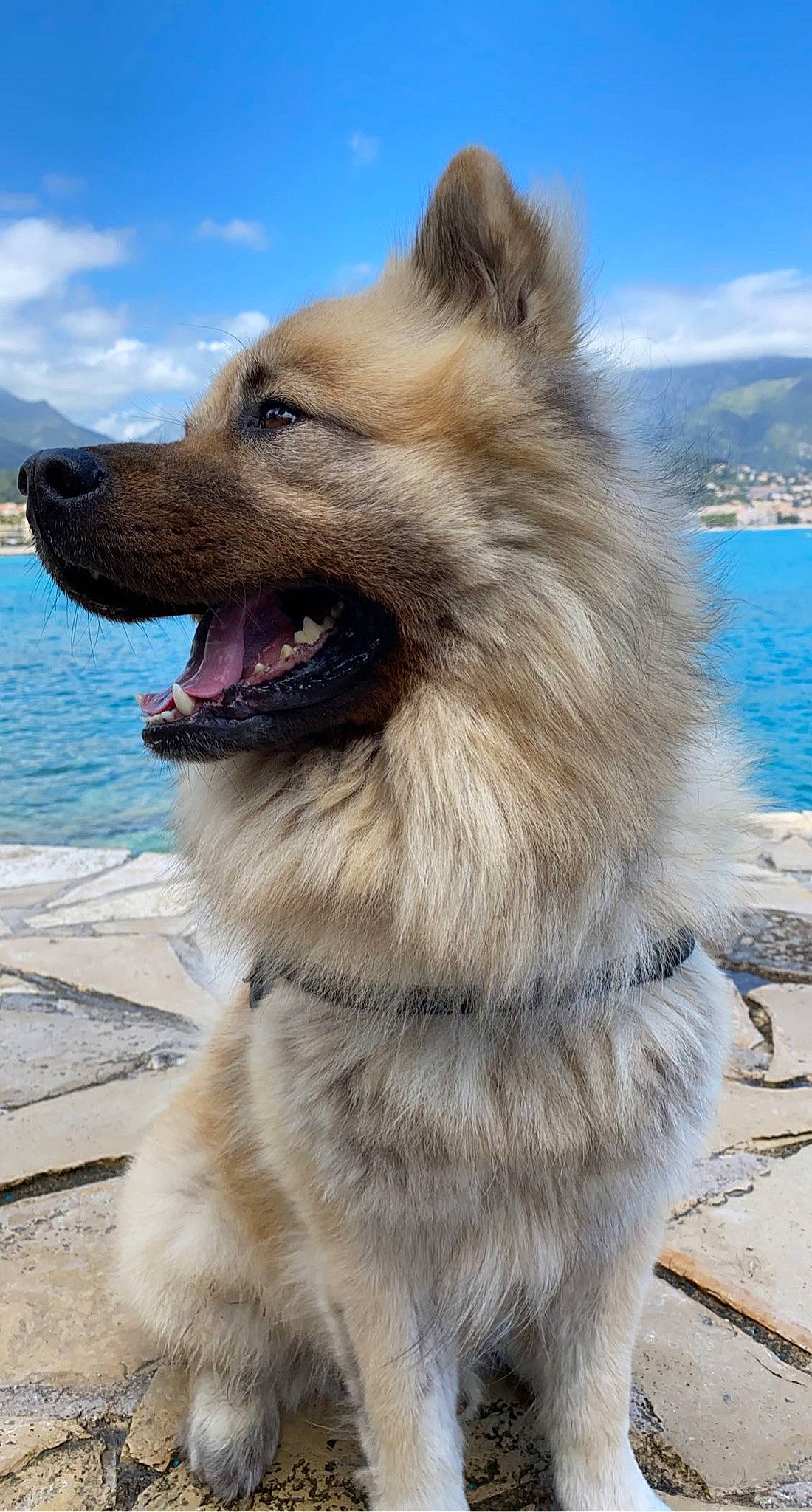 Nikki a rejoint le concours — aidez-le/la à gagner de superbes lots ! blue, canidae, carnivore, cloud, collar, companion_dog, dog, dog_breed, dog_collar, fang, fawn, fur, jaw, lake, sky, snout, sporting_group, water, whiskers, working_animal