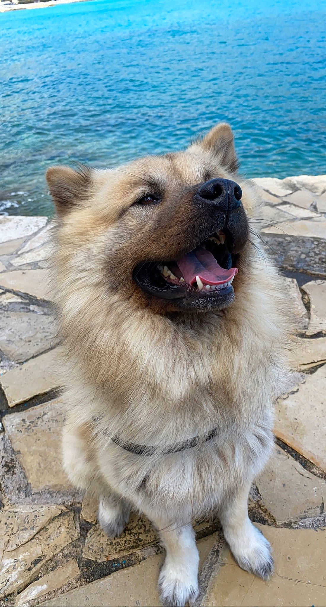 Nikki a rejoint le concours — aidez-le/la à gagner de superbes lots ! ancient_dog_breeds, biting, canidae, carnivore, collar, companion_dog, dog, dog_breed, dog_collar, fang, fawn, fur, jaw, lake, snout, sporting_group, water, whiskers, working_animal, working_dog