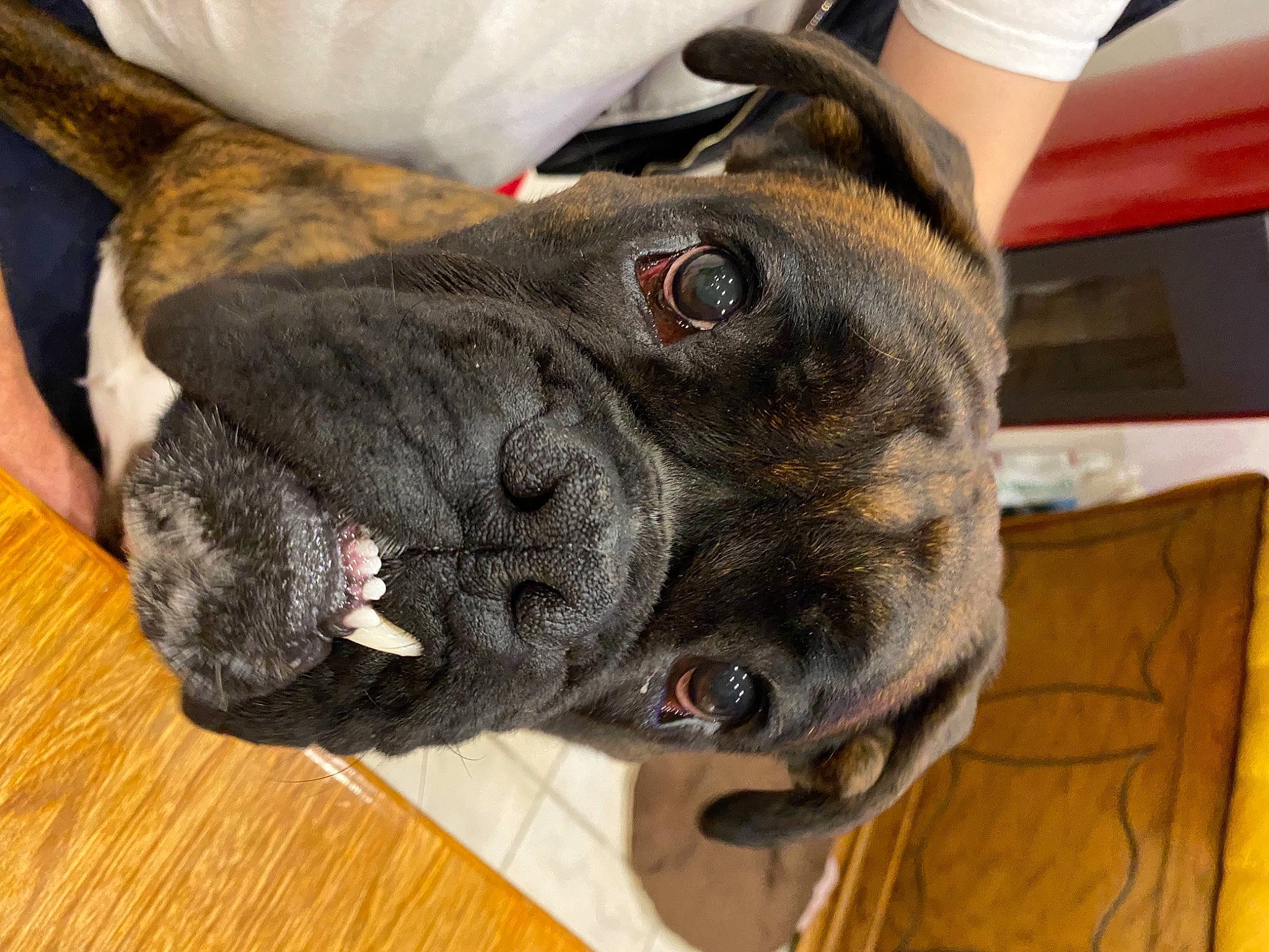 Renzo participe au concours pour gagner de l'argent avec cette photo : boxer, canidae, carnivore, collar, companion_dog, dog, dog_breed, dog_collar, ear, fawn, fur, giant_dog_breed, guard_dog, liver, snout, sporting_group, tail, whiskers, working_animal, wrinkle