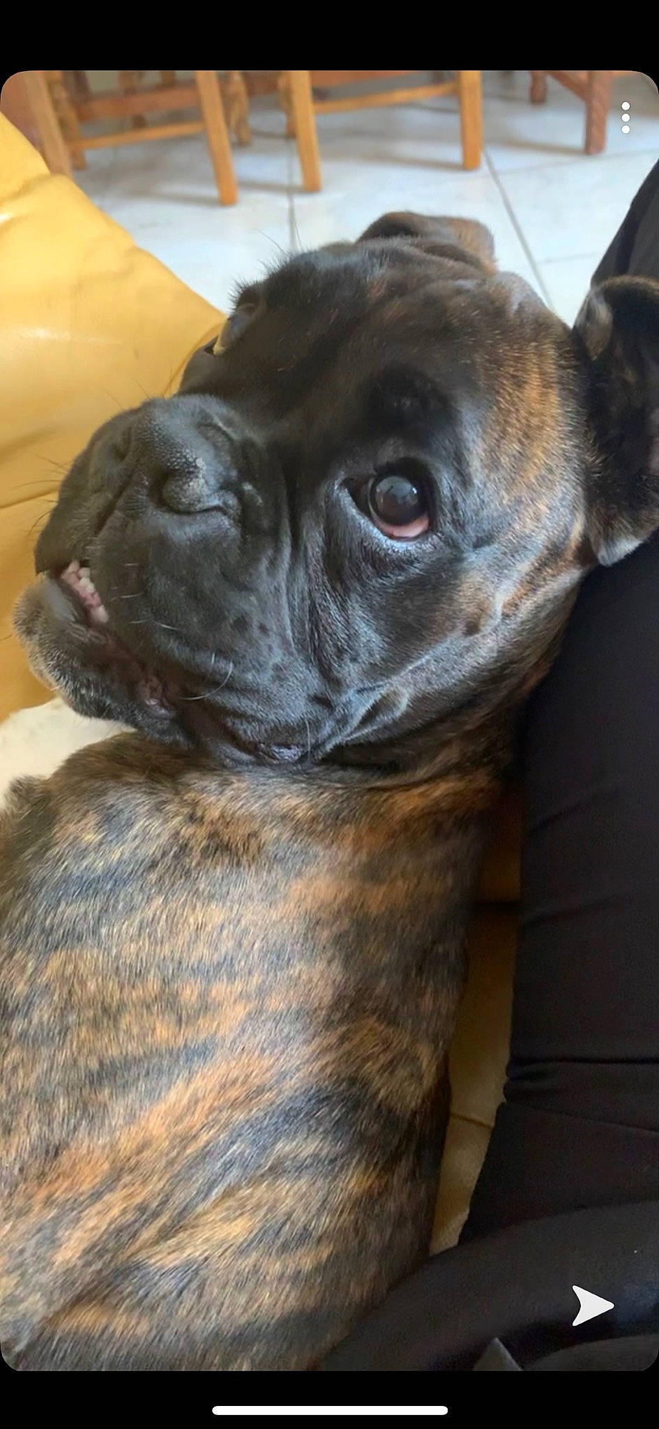 Renzo a rejoint le concours — aidez-le/la à gagner de superbes lots ! canidae, carnivore, collar, companion_dog, dog, dog_breed, ear, fawn, fur, guard_dog, liver, pug, puppy, snout, sporting_group, terrestrial_animal, whiskers, working_animal, working_dog, wrinkle