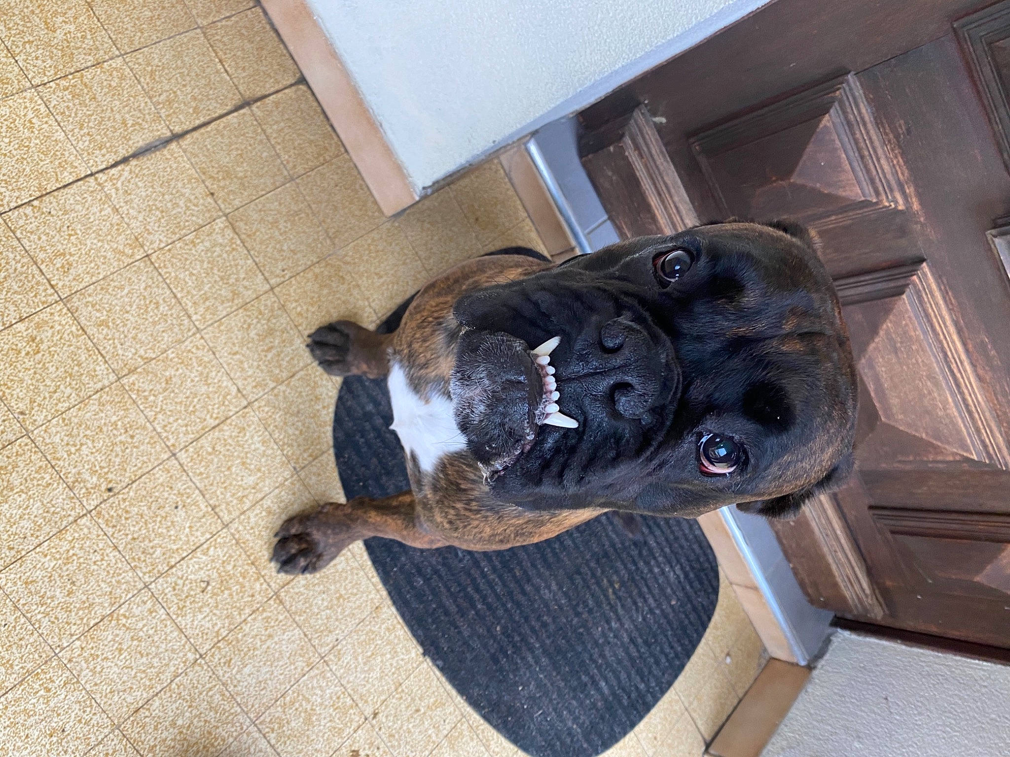 Renzo a rejoint le concours — aidez-le/la à gagner de superbes lots ! athletic_shoe, canidae, carnivore, companion_dog, dog, dog_breed, fawn, felidae, floor, flooring, fur, hardwood, outdoor_shoe, snout, sporting_group, tail, walking_shoe, whiskers, wood, working_animal