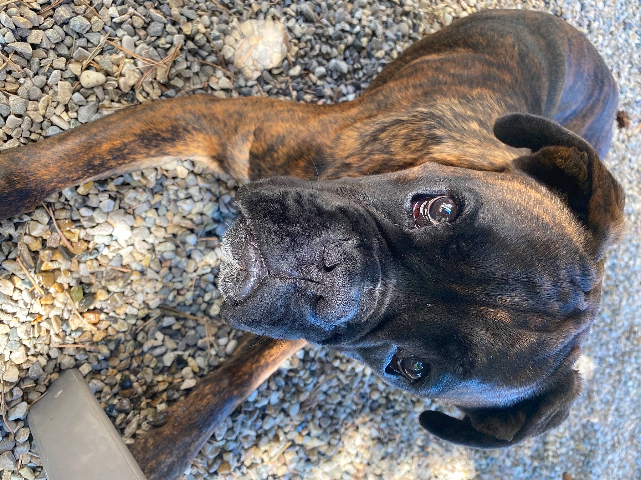 Renzo participe au concours pour gagner de l'argent avec cette photo : canidae, carnivore, collar, dog, dog_breed, dog_collar, electric_blue, fawn, fur, guard_dog, liver, paw, snout, sporting_group, tail, terrestrial_animal, treeing_tennessee_brindle, whiskers, wildlife, working_animal