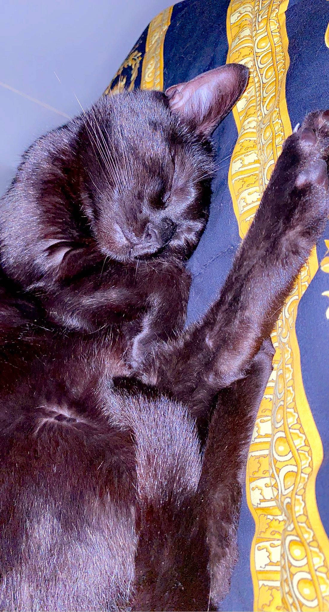 Cerise a rejoint le concours — aidez-le/la à gagner de superbes lots ! art, black_cat, bombay, carnivore, cat, claw, domestic_short_haired_cat, electric_blue, felidae, fur, gesture, pattern, paw, plant, small_to_medium_sized_cats, snout, tail, textile, visual_arts, whiskers