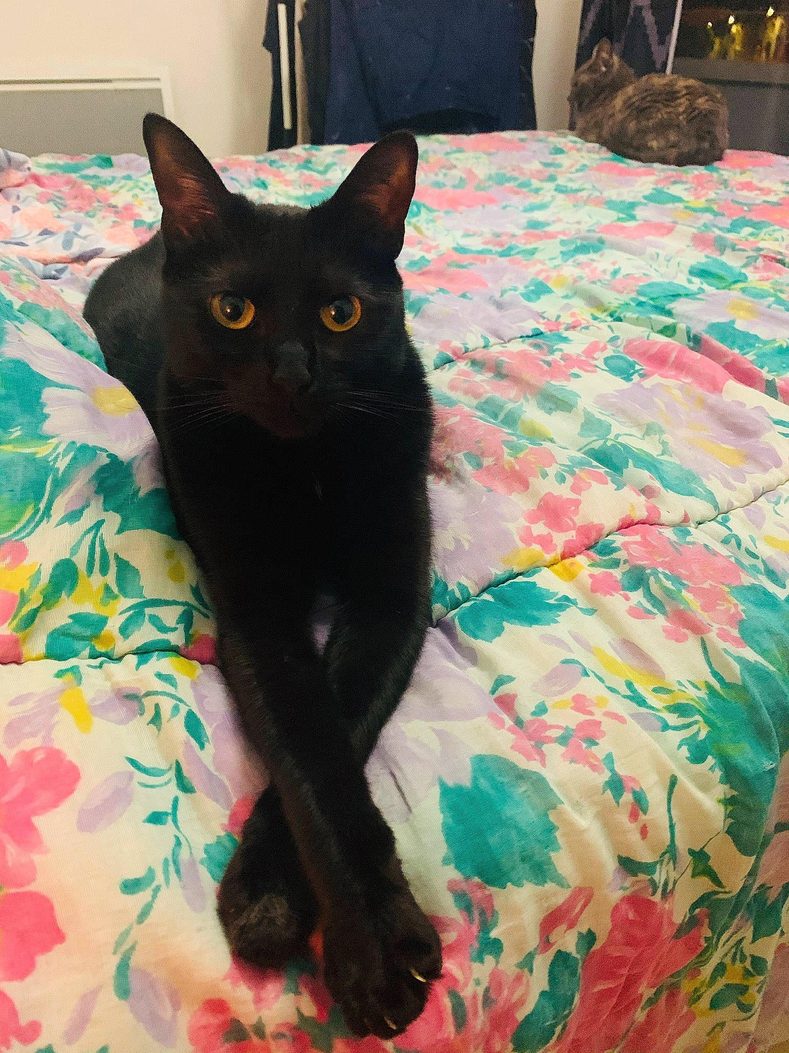 Cerise a rejoint le concours — aidez-le/la à gagner de superbes lots ! bed, bedding, black_cat, blue, bombay, carnivore, cat, comfort, domestic_short_haired_cat, duvet, felidae, fur, grey, havana_brown, linens, room, small_to_medium_sized_cats, snout, tail, whiskers