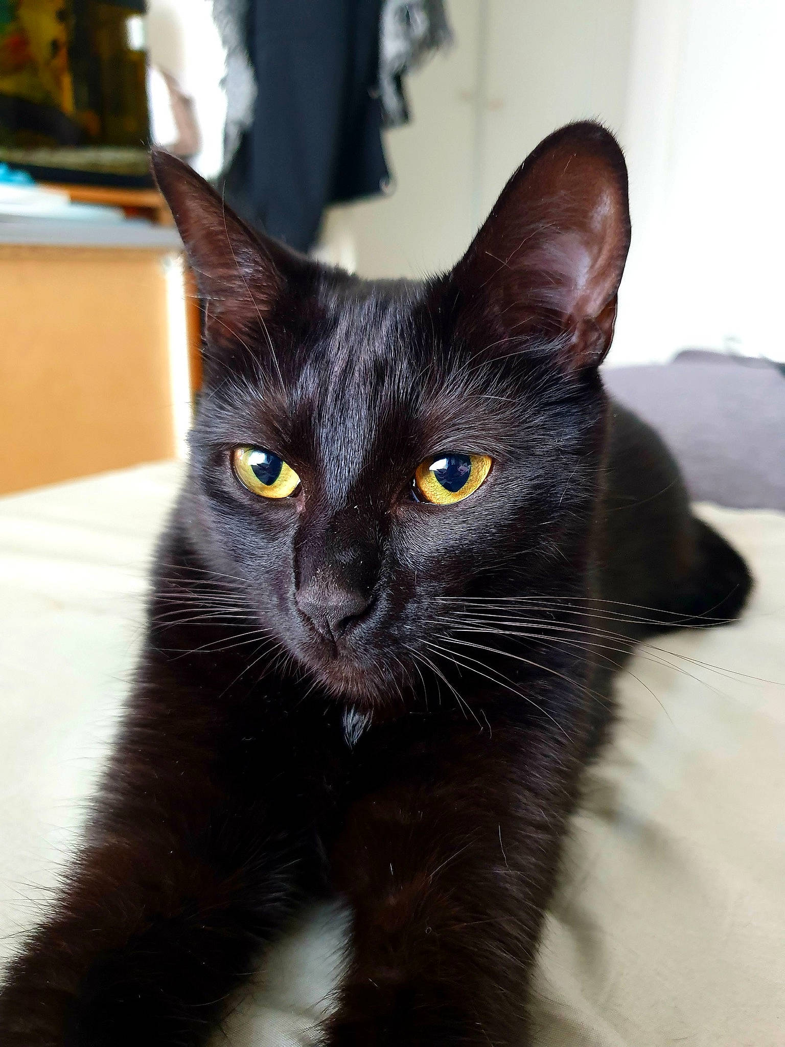 Cerise participe au concours pour gagner de l'argent avec cette photo : black_cat, bombay, carnivore, cat, close_up, domestic_short_haired_cat, felidae, fur, havana_brown, iris, pet_supply, small_to_medium_sized_cats, snout, tail, terrestrial_animal, whiskers