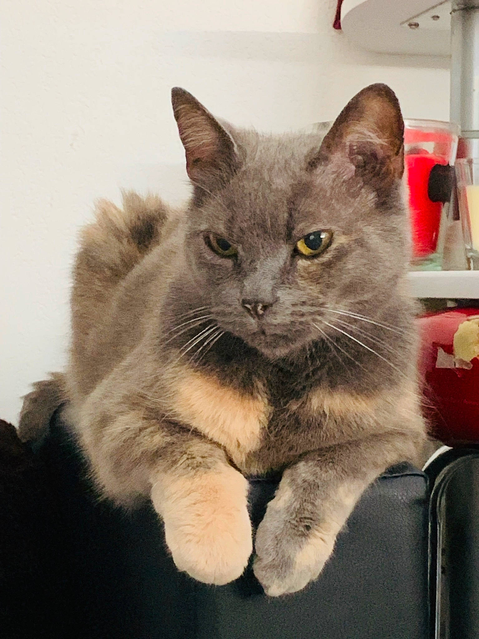 Mimi a rejoint le concours — aidez-le/la à gagner de superbes lots ! british_longhair, carnivore, cat, chartreux, claw, comfort, domestic_short_haired_cat, fawn, felidae, fur, grey, korat, paw, russian_blue, small_to_medium_sized_cats, snout, tail, terrestrial_animal, whiskers, window
