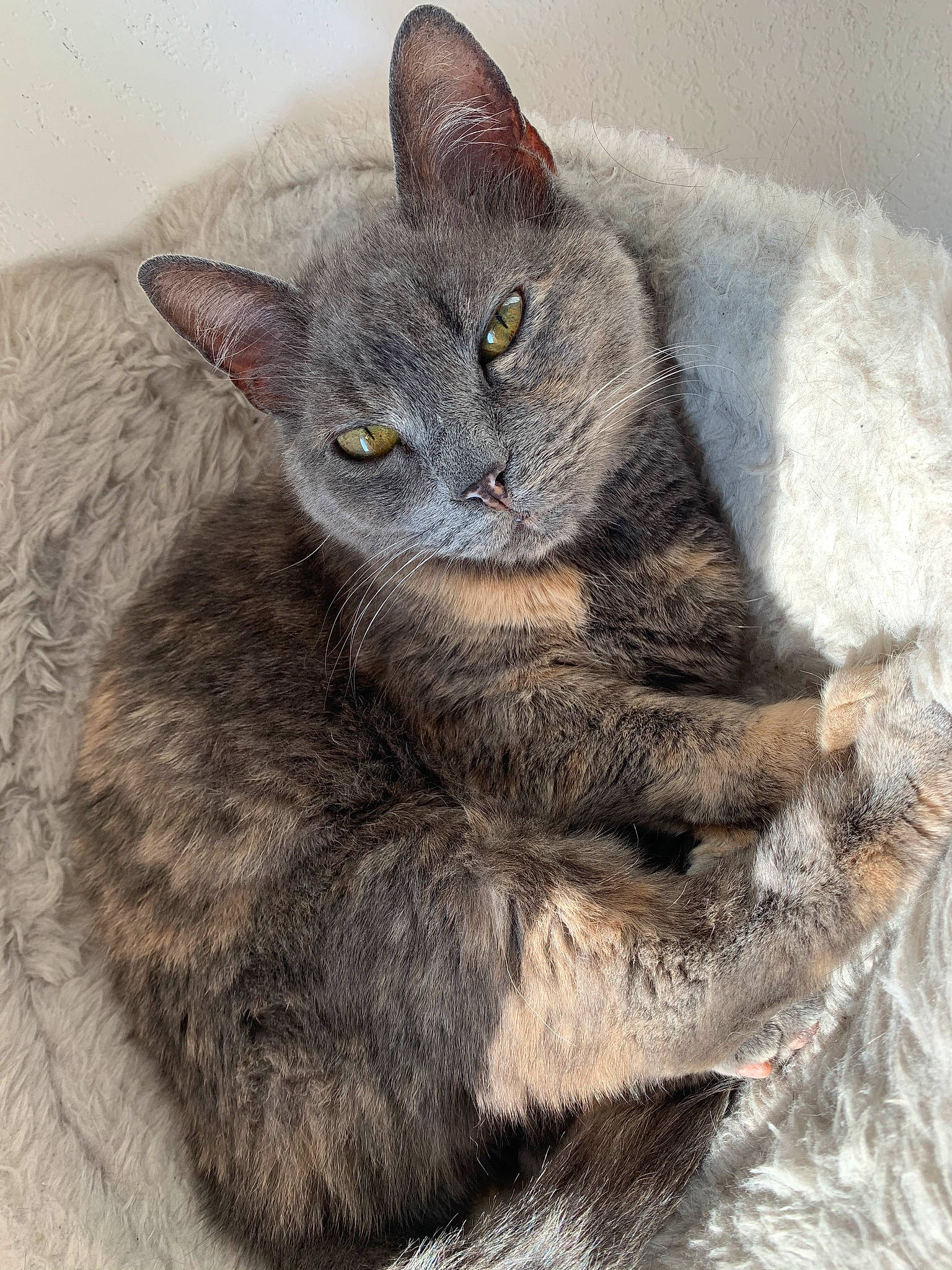 Mimi a rejoint le concours — aidez-le/la à gagner de superbes lots ! art, carnivore, cat, claw, domestic_short_haired_cat, eye, felidae, fur, grey, painting, paw, russian_blue, small_to_medium_sized_cats, snout, tail, terrestrial_animal, whiskers, window