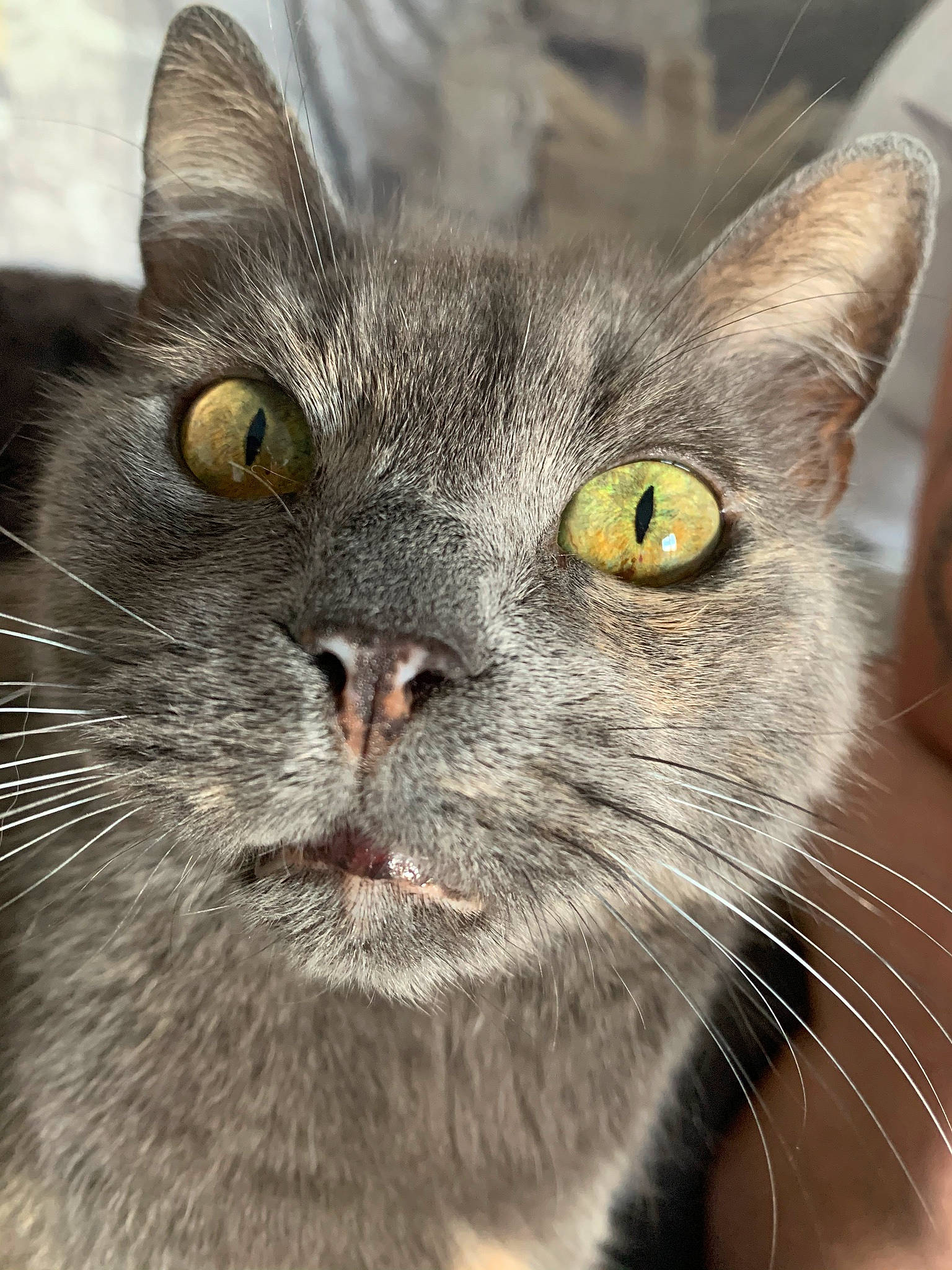 Mimi a rejoint le concours — aidez-le/la à gagner de superbes lots ! carnivore, cat, close_up, domestic_short_haired_cat, felidae, fur, grey, mammal, small_to_medium_sized_cats, snout, terrestrial_animal, vertebrate, whiskers