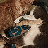 cat, cats, feline, sleeping, snuggling, orange_tabby, black_and_white, fur, pets, animal, cozy, resting, close_up, indoor, cute, companions, warm, comfort, friendship, paw