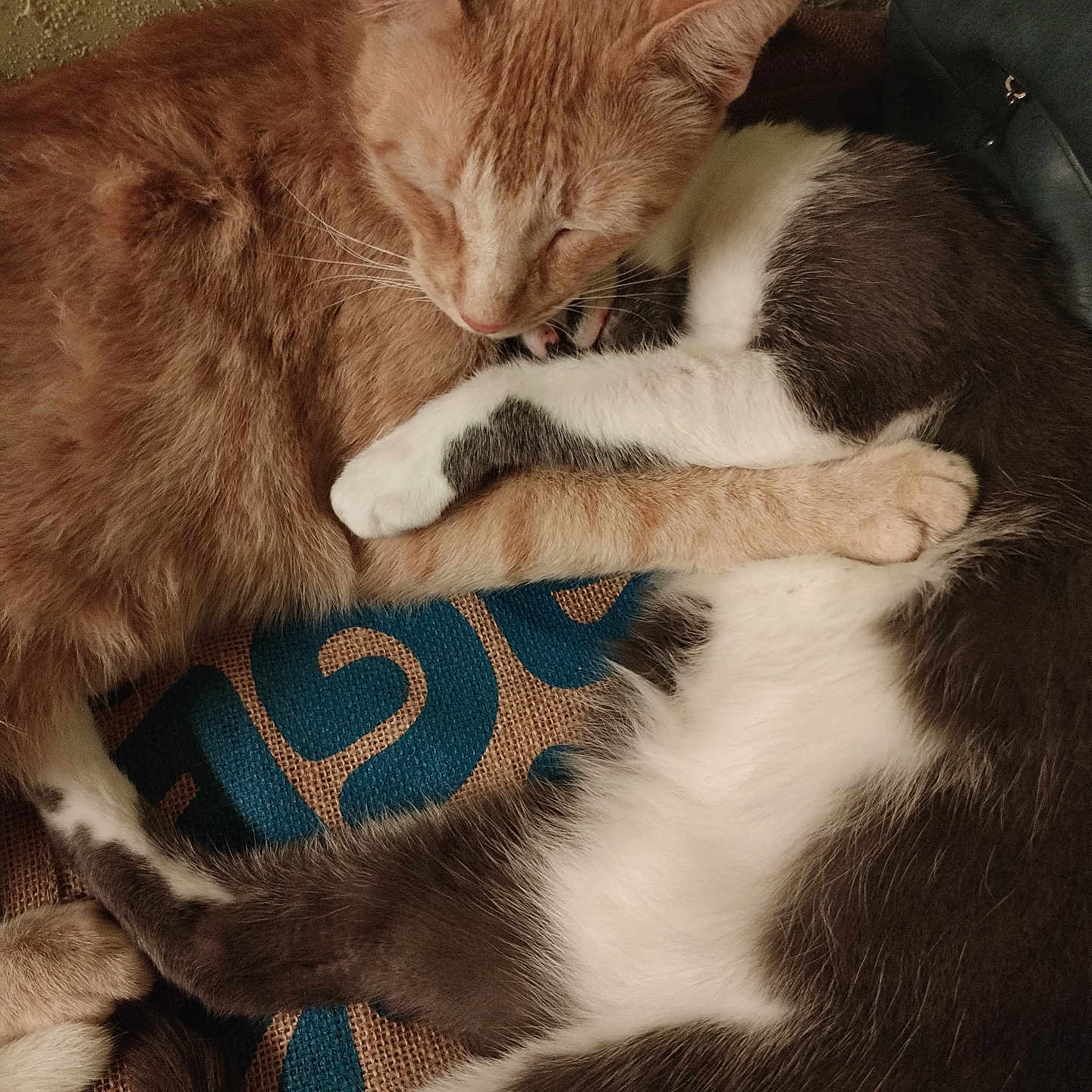 Taze a rejoint le concours — aidez-le/la à gagner de superbes lots ! cat, cats, feline, sleeping, snuggling, orange_tabby, black_and_white, fur, pets, animal, cozy, resting, close_up, indoor, cute, companions, warm, comfort, friendship, paw