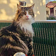 Luna participe au concours pour gagner de l'argent avec cette photo : cat, fluffy, animal, pet, balcony, solar_light, decorative, flower, sunlight, outdoor, fence, fur, tabby, green_eyes, portrait, sitting, calm, nature, daytime, house