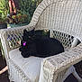 black_cat, cat, pet, wicker_chair, cushion, succulent, plants, outdoor, garden, collar, tag, porch, sunlight, relaxed, nap, sitting, fur, whiskers, paw, furniture
