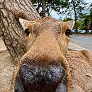 Bambi a rejoint le concours — aidez-le/la à gagner de superbes lots ! animal, brown, close_up, daylight, deer, ears, eye, forest, fur, ground, mammal, nature, nose, outdoor, park, snout, tree, whiskers, wild, wildlife