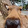 animal, brown, close_up, daylight, deer, ears, eye, forest, fur, ground, mammal, nature, nose, outdoor, park, snout, tree, whiskers, wild, wildlife