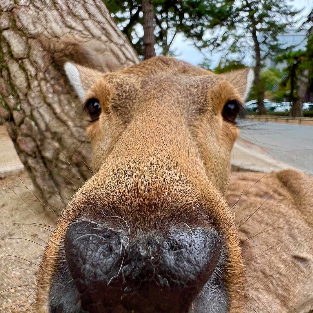 Bambi