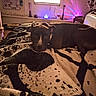 animal, bed, blanket, calm, carpet, collar, colorful_lights, cozy, curious, dark_fur, dog, furniture, home, indoor, lighting, pattern, pet, relaxing, resting, window
