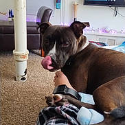 Neo is registered to the contest to win money with this photo: bed, blanket, carpet, collar, couch, cozy, dog, furniture, human_leg, indoor, licking, living_room, paw, person, pet, pillar, plaid_pants, relaxed, snout, television