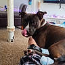 bed, blanket, carpet, collar, couch, cozy, dog, furniture, human_leg, indoor, licking, living_room, paw, person, pet, pillar, plaid_pants, relaxed, snout, television