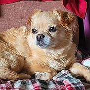 Princess joined the competition — help win amazing prizes! animal, blanket, chair, cozy, cute, dog, ears, fluffy, fur, indoor, light_brown, looking_away, paw, pet, plaid_blanket, portrait, relaxed, resting, small_dog, tail