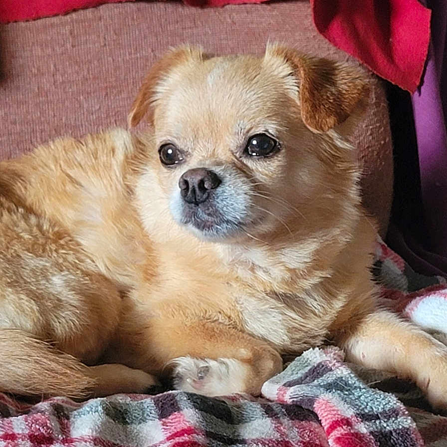 Princess joined the competition — help win amazing prizes! animal, blanket, chair, cozy, cute, dog, ears, fluffy, fur, indoor, light_brown, looking_away, paw, pet, plaid_blanket, portrait, relaxed, resting, small_dog, tail
