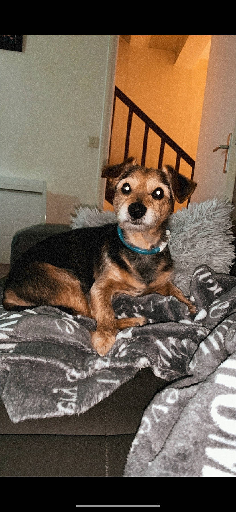 Gamin a rejoint le concours — aidez-le/la à gagner de superbes lots ! bed, canidae, carnivore, chair, comfort, companion_dog, couch, dog, dog_breed, dog_supply, fawn, flooring, fur, paw, snout, sporting_group, tail, toy_dog, whiskers, working_animal