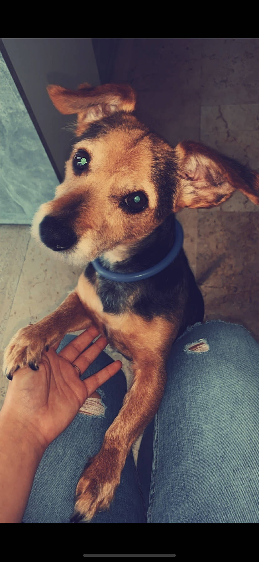 Gamin participe au concours pour gagner de l'argent avec cette photo : canidae, carnivore, collar, companion_dog, dog, dog_breed, dog_clothes, dog_supply, ear, fawn, fur, mammal, paw, snout, sporting_group, terrestrial_animal, toy_dog, whiskers, working_animal, working_dog